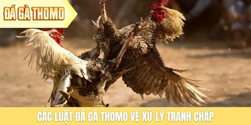 Các luật đá gà Thomo về xử lý tranh chấp