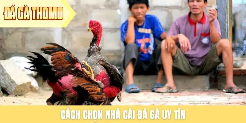 Cách chọn nhà cái đá gà uy tín