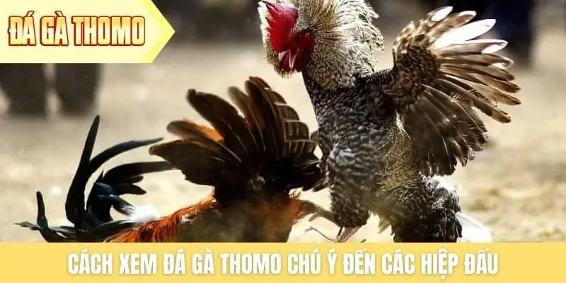 Cách xem đá gà Thomo chú ý đến các hiệp đấu