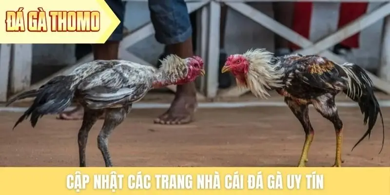 Cập nhật các trang nhà cái đá gà uy tín