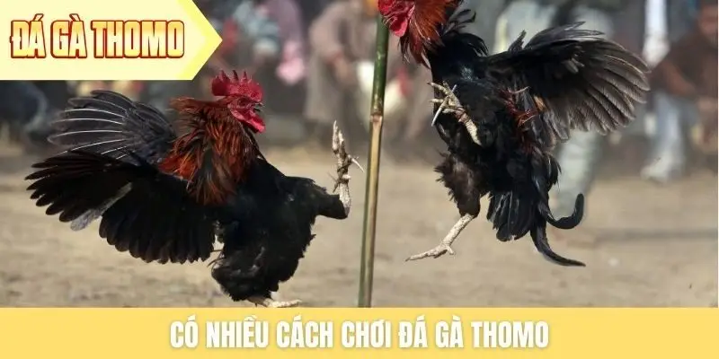 Có nhiều cách chơi đá gà Thomo