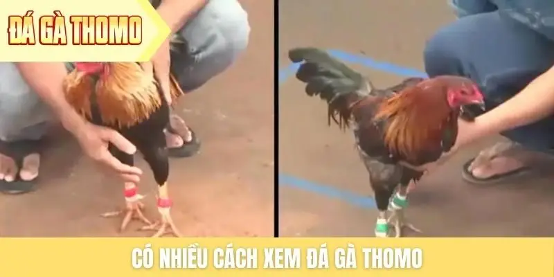 Có nhiều cách xem đá gà Thomo