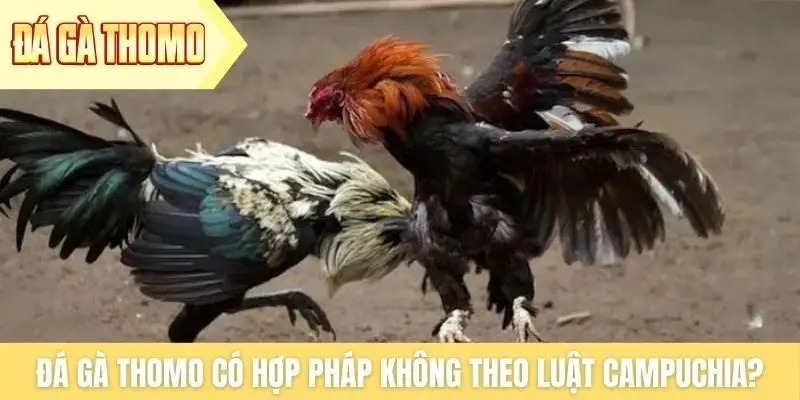 Đá gà Thomo có hợp pháp không theo luật Campuchia?
