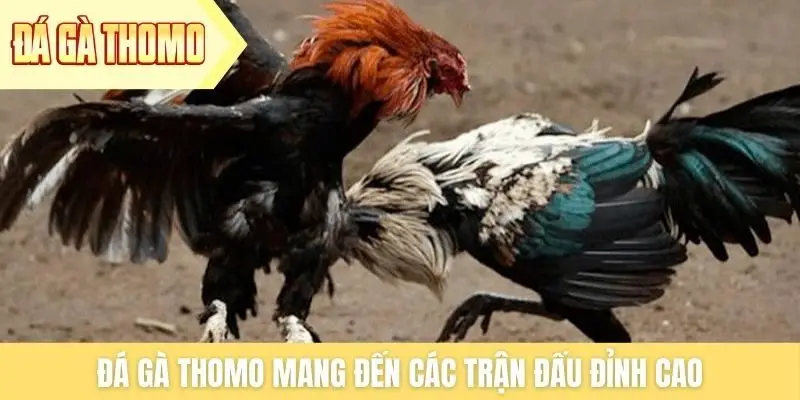 Đá gà Thomo mang đến các trận đấu đỉnh cao