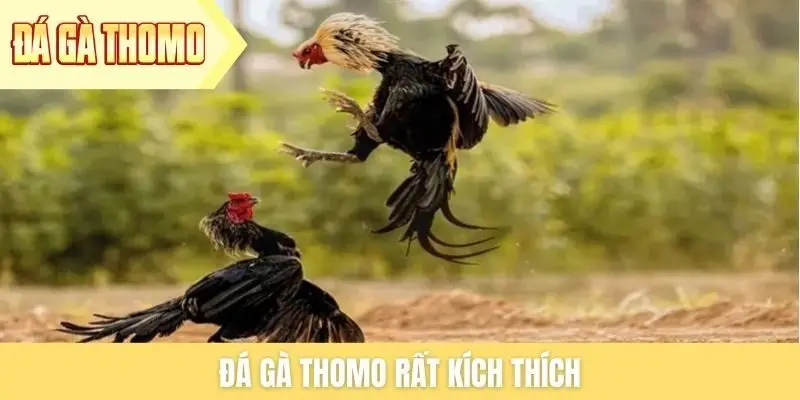 Đá gà Thomo rất kích thích
