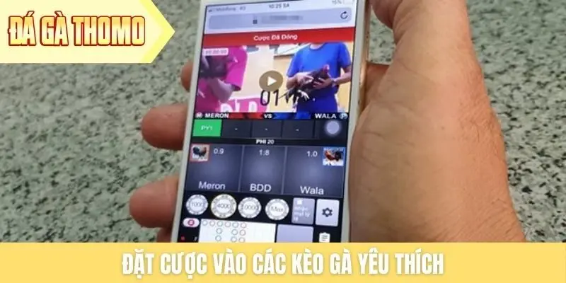 Đặt cược vào các kèo gà yêu thích