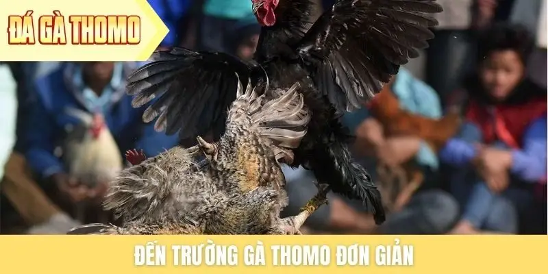 Đến trường gà Thomo đơn giản