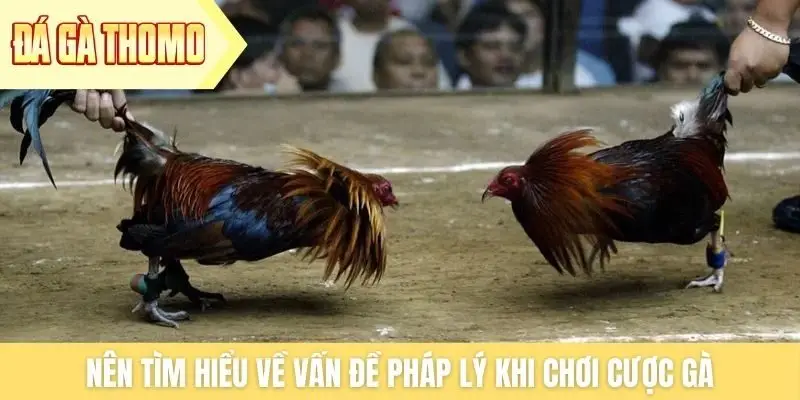 Nên tìm hiểu về vấn đề pháp lý khi chơi cược gà
