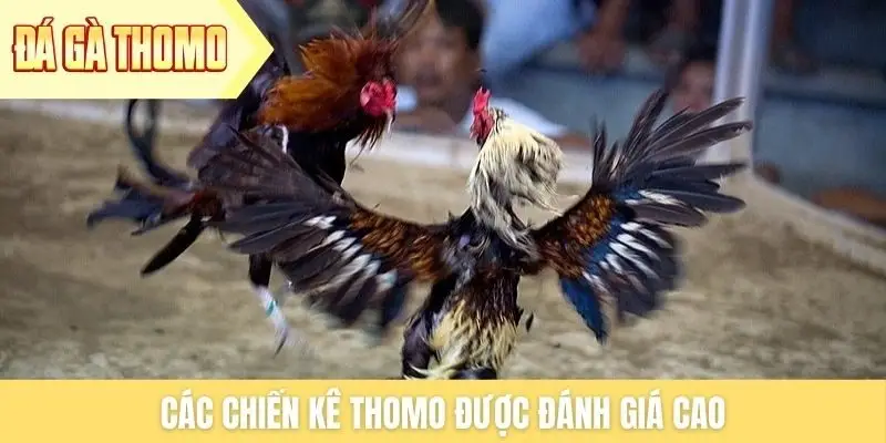 Các chiến kê Thomo được đánh giá cao