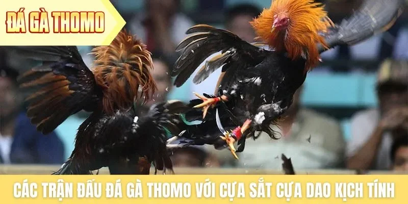 Các trận đấu đá gà Thomo với cựa sắt cựa dao rất kịch tính