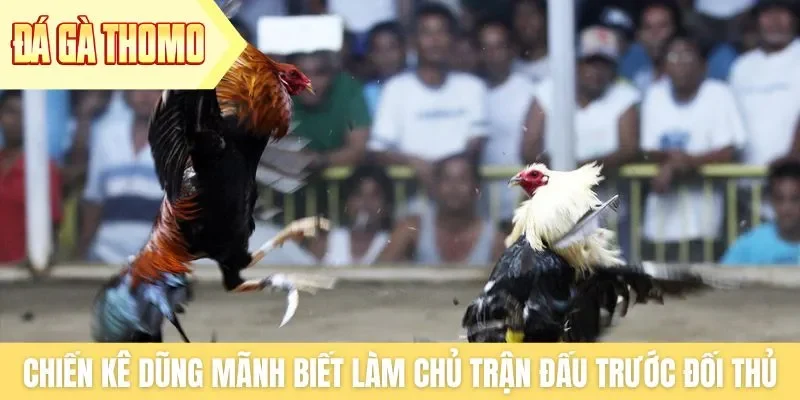 Chiến kê dũng mãnh phải biết làm chủ trận đấu trước đối thủ