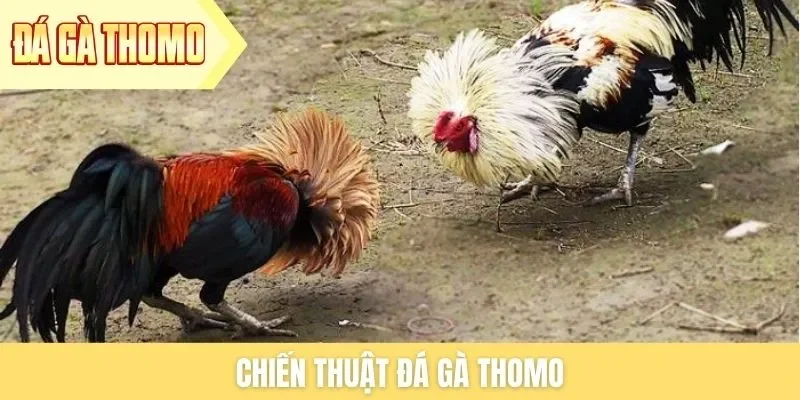 chien-thuat-da-ga-thomo