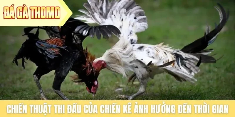 Chiến thuật thi đấu của chiến kê ảnh hưởng đến thời gian