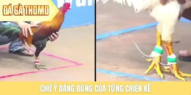 Chú ý dáng đứng của từng chiến kê