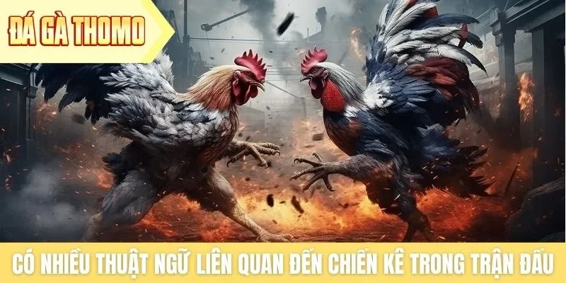 Có nhiều thuật ngữ liên quan đến chiến kê trong trận đấu