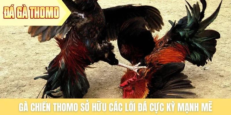 Gà chiến Thomo sở hữu các lối đá cực kỳ mạnh mẽ