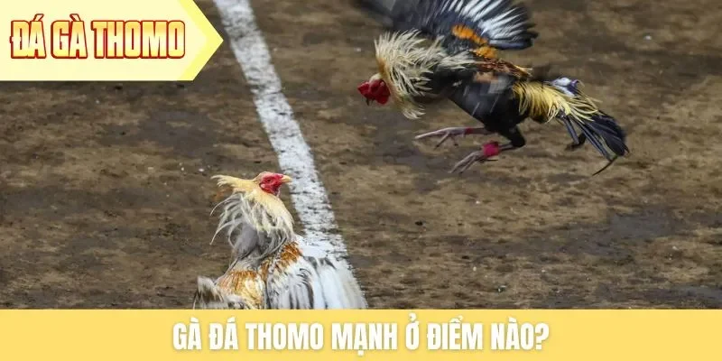 ga-da-thomo-manh-o-diem-nao