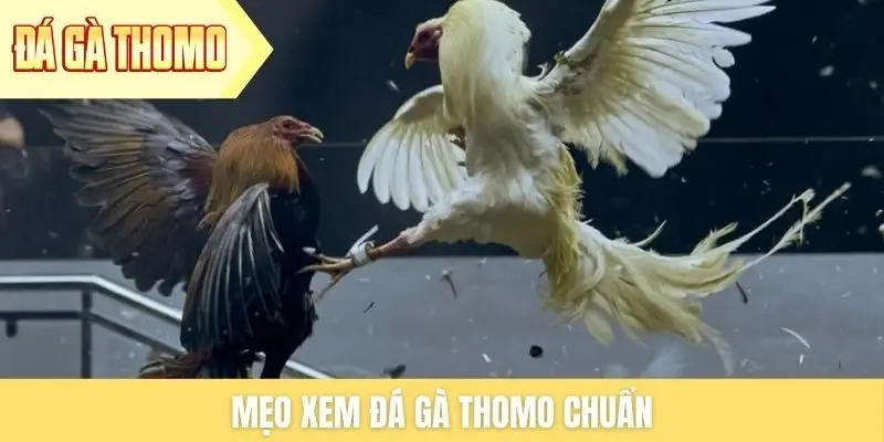 meo-xem-da-ga-thomo-chuan