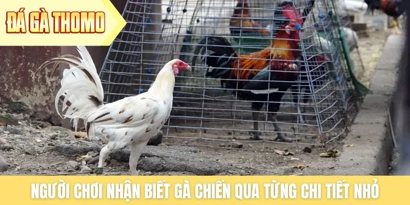 Người chơi nhận biết gà chiến qua từng chi tiết nhỏ