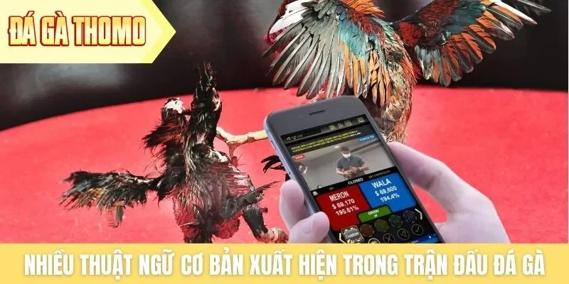 Nhiều thuật ngữ cơ bản xuất hiện trong trận đấu đá gà Thomo