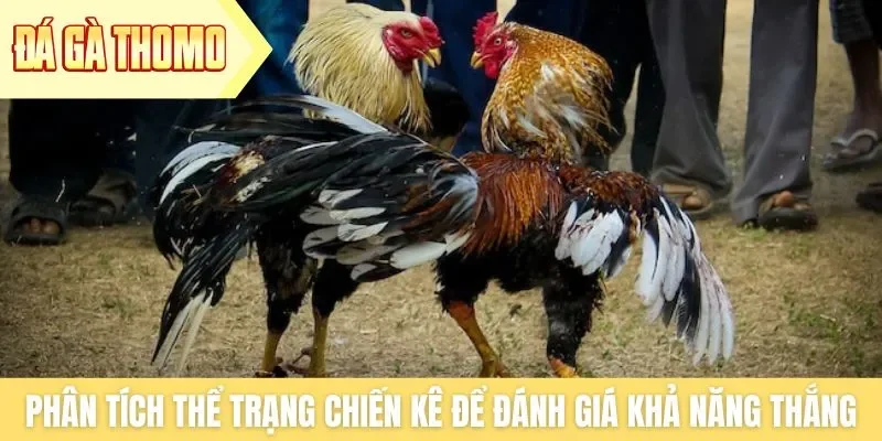Phân tích thể trạng chiến kê để đánh giá khả năng thắng