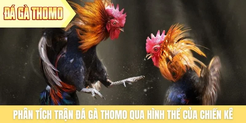 Phân tích trận đá gà Thomo qua hình thể của chiến kê