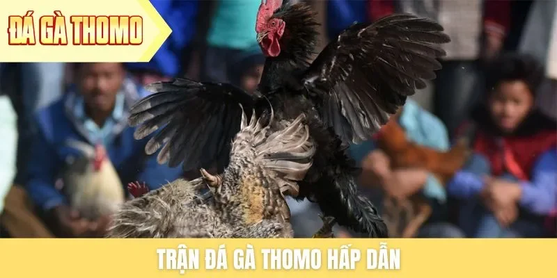 tran-da-ga-thomo-hap-dan