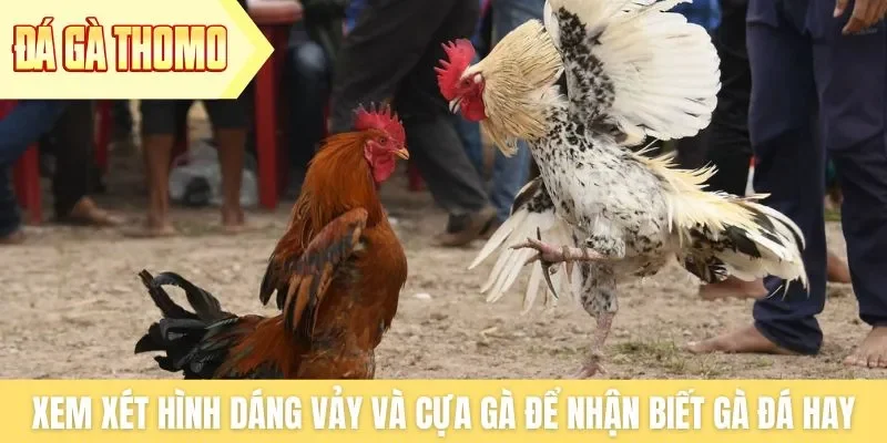 Xem xét hình dáng vảy và cựa gà để nhận biết gà đá hay